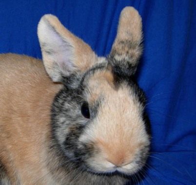Maladies des oreilles chez le lapin de compagnie-La dure vie du lapin  urbain