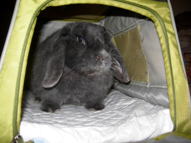 Quelle cage de transport pour mon lapin? – Comportement du lapin