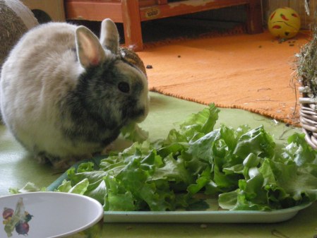 quels animaux mangent de la salade